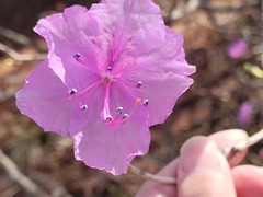 Rhododendron mucronulatum