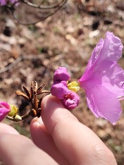 Rhododendron mucronulatum