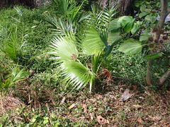 Arecaceae