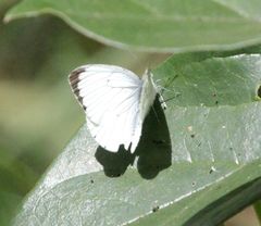 Dixeia doxo parva