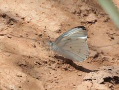 Dixeia doxo parva