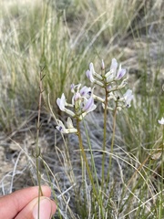 Astragalus conjunctus