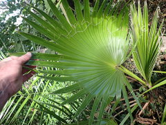 Arecaceae