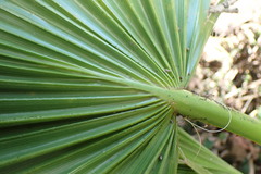 Arecaceae