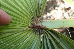 Arecaceae