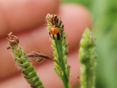 Cryptocephalus nitidissimus