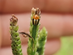 Cryptocephalus nitidissimus