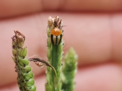 Cryptocephalus nitidissimus