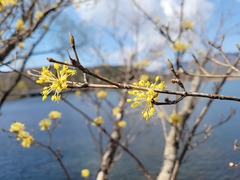 Cornus officinalis