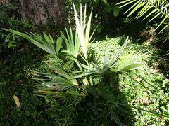 Arecaceae