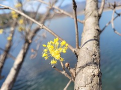 Cornus officinalis
