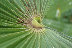 Arecaceae