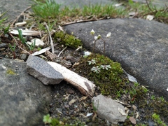 Draba verna