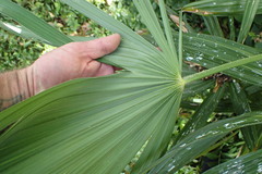 Arecaceae