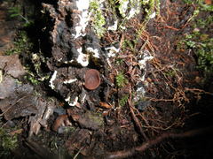 Plicaria endocarpoides