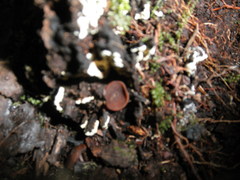 Plicaria endocarpoides