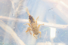 Ephemerella subvaria