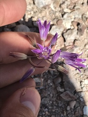 Allium fimbriatum