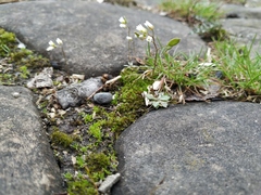 Draba verna