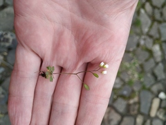Draba verna