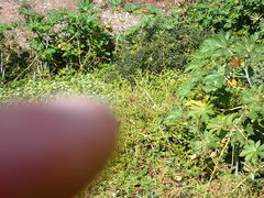 Alstroemeria psittacina