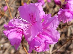 Rhododendron mucronulatum
