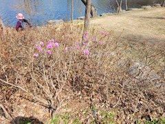 Rhododendron mucronulatum