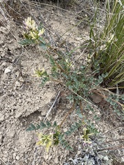 Astragalus lentiginosus chartaceus