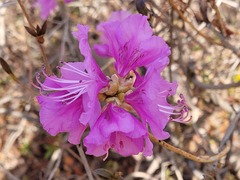 Rhododendron mucronulatum