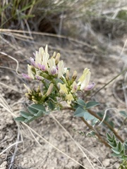 Astragalus lentiginosus chartaceus