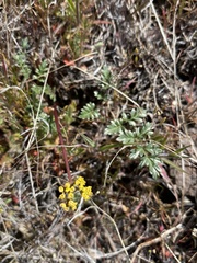 Lomatium hendersonii