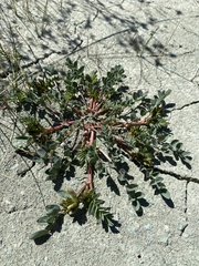 Astragalus lentiginosus chartaceus