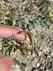 Astragalus lentiginosus chartaceus