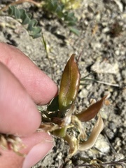 Astragalus lentiginosus chartaceus
