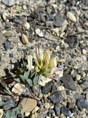 Astragalus lentiginosus chartaceus