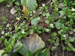 Stellaria media