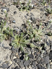 Plagiobothrys tenellus