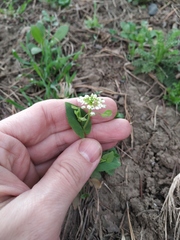 Noccaea perfoliata