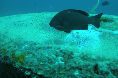 Gulf opaleye (Girella simplicidens) — Kyphosidae — 3