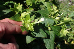 Mirabilis jalapa