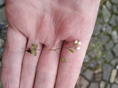 Draba verna