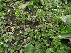 Stellaria media
