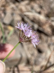 Allium macrum