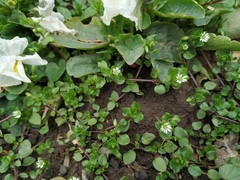 Stellaria media