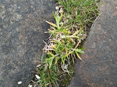 Poa annua