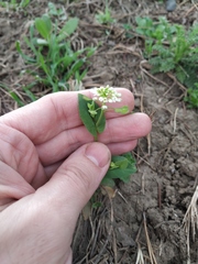 Noccaea perfoliata