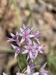 Allium macrum