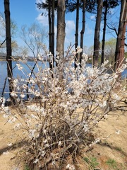 Abeliophyllum