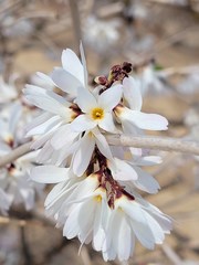 Abeliophyllum