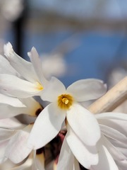 Abeliophyllum
